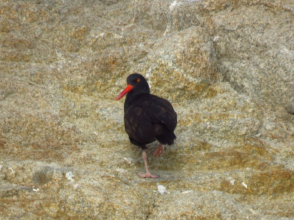 Black Oystercatcher - ML643001989