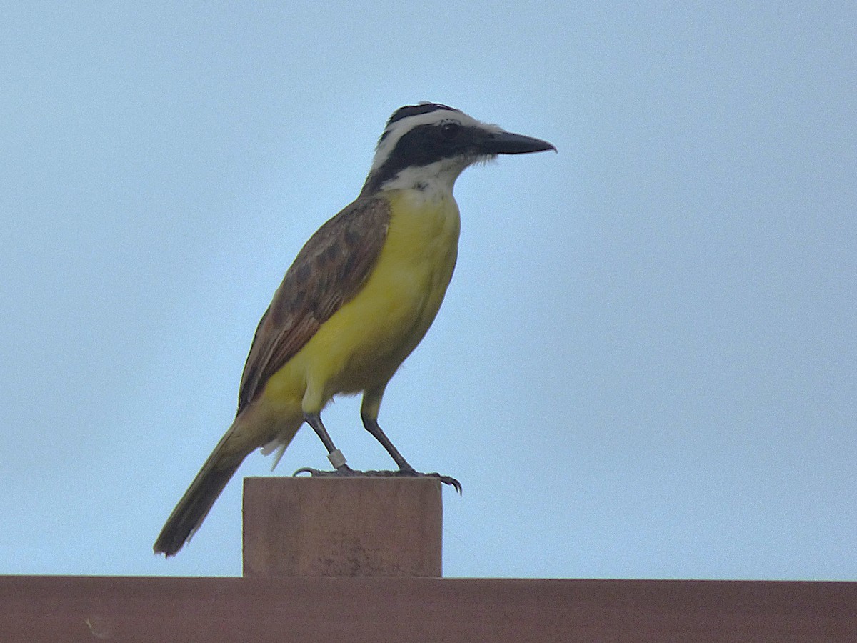 Great Kiskadee - ML643002013