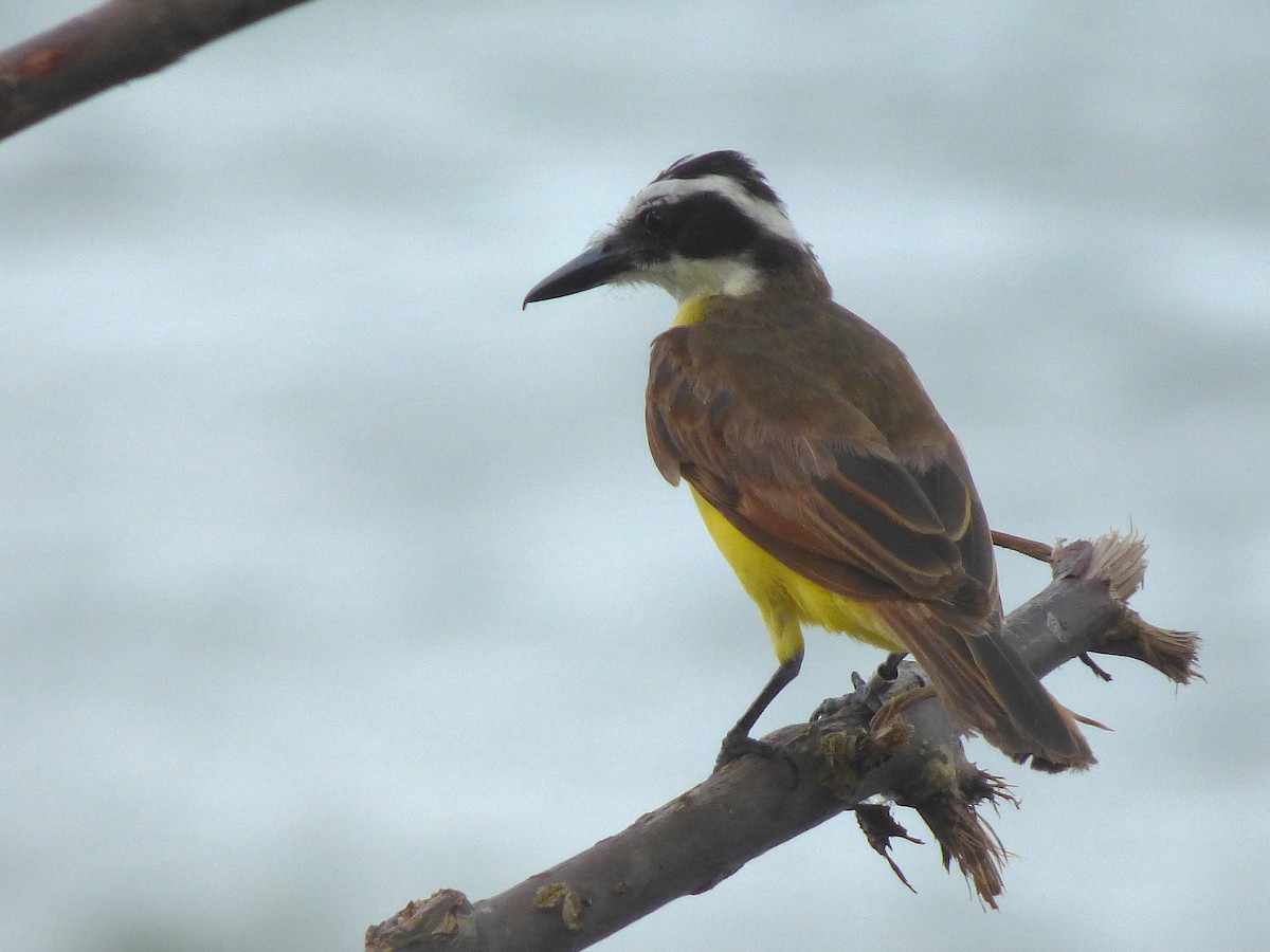 Great Kiskadee - ML643002014