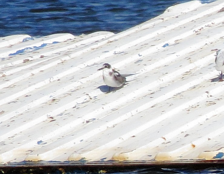 Black Tern - ML643002032