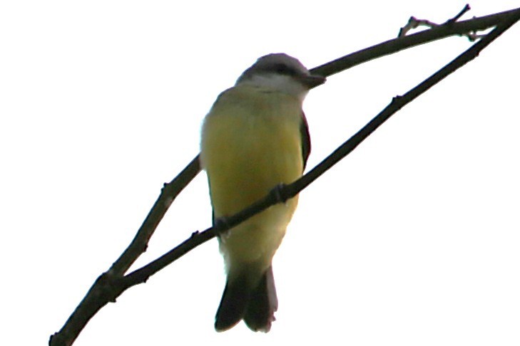 Tropical Kingbird - ML643002047