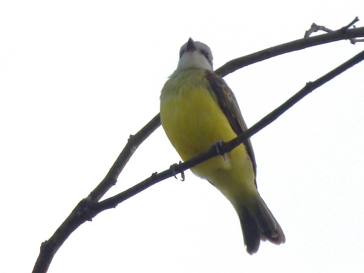Tropical Kingbird - ML643002048