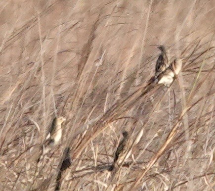Long-tailed Widowbird - ML643002051