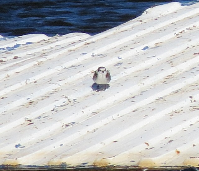 Black Tern - ML643002056