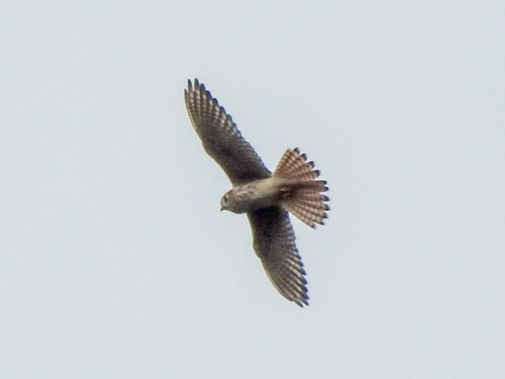 American Kestrel - ML643002065