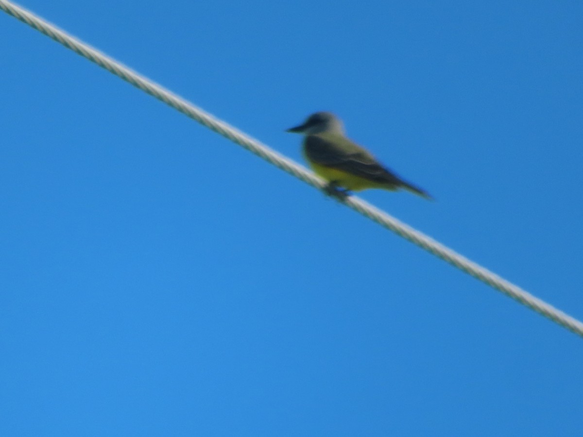 Tropical Kingbird - ML643002072