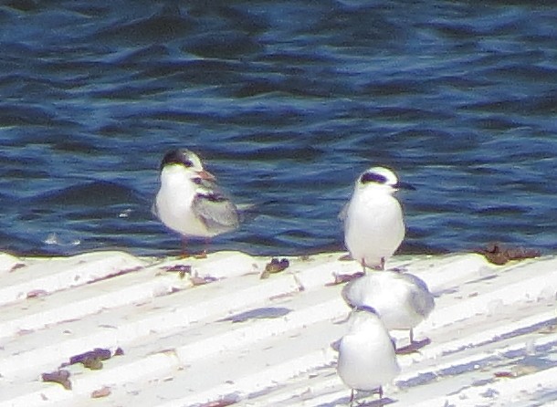 Common Tern - ML643002089