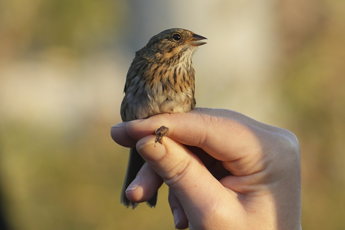 Lincoln's Sparrow - ML643002090