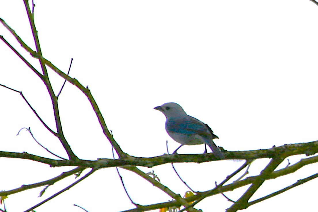 Blue-gray Tanager - ML643002095