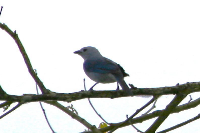 Blue-gray Tanager - ML643002096