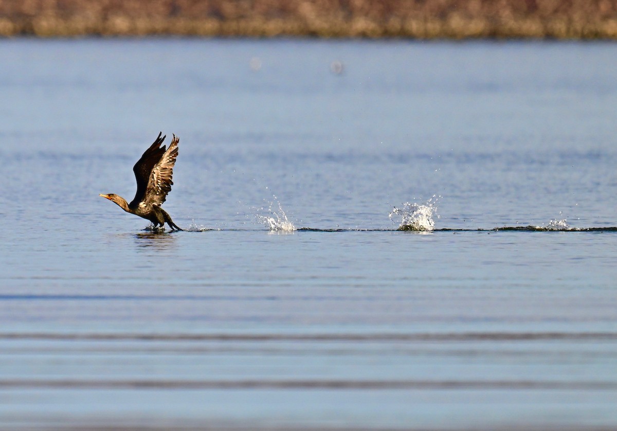 Double-crested Cormorant - ML643002097