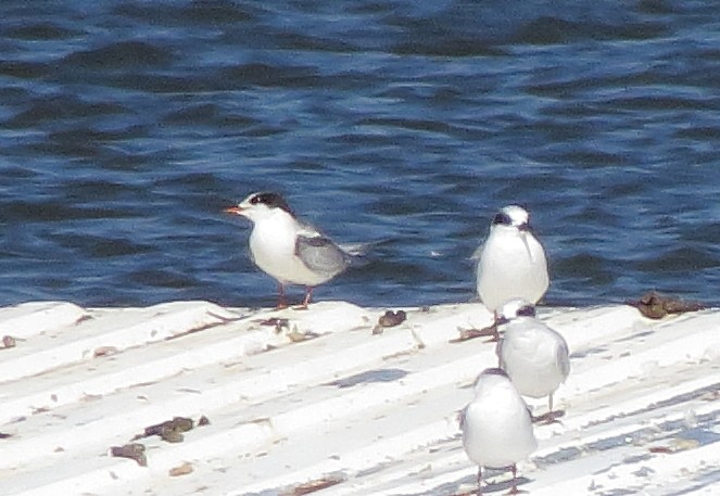 Common Tern - ML643002140