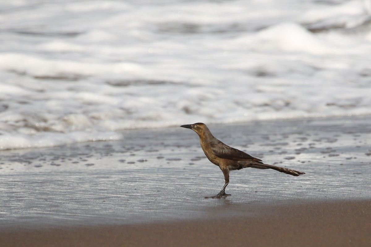 Great-tailed Grackle - ML643002161