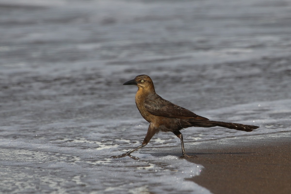 Great-tailed Grackle - ML643002162