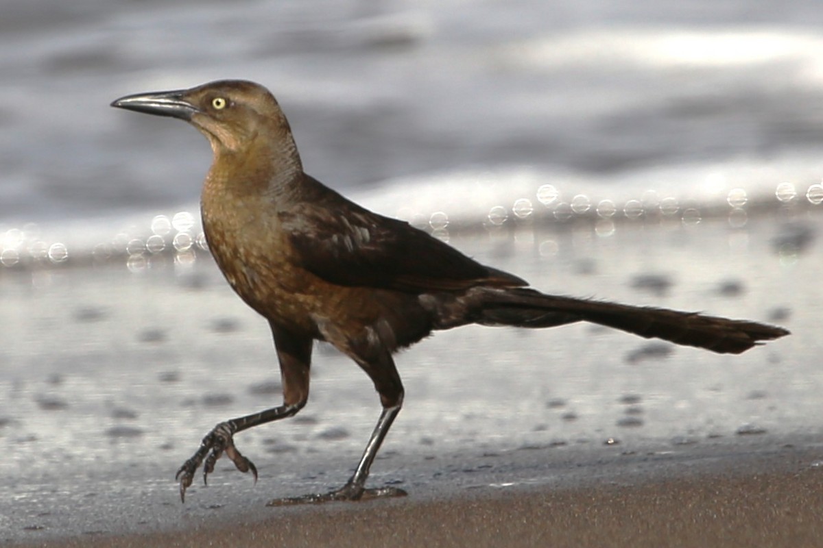 Great-tailed Grackle - ML643002163