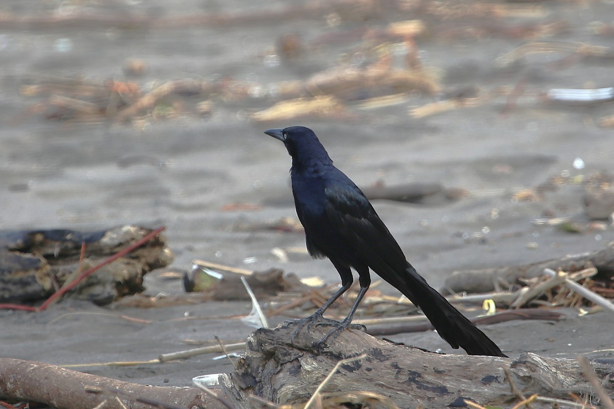 Great-tailed Grackle - ML643002164