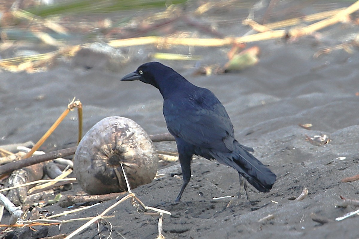 Great-tailed Grackle - ML643002165