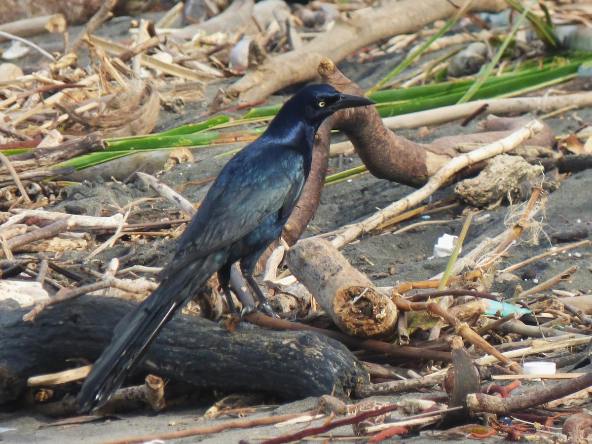 Great-tailed Grackle - ML643002166