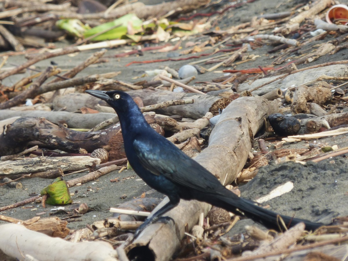Great-tailed Grackle - ML643002167