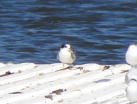 Common Tern - ML643002179