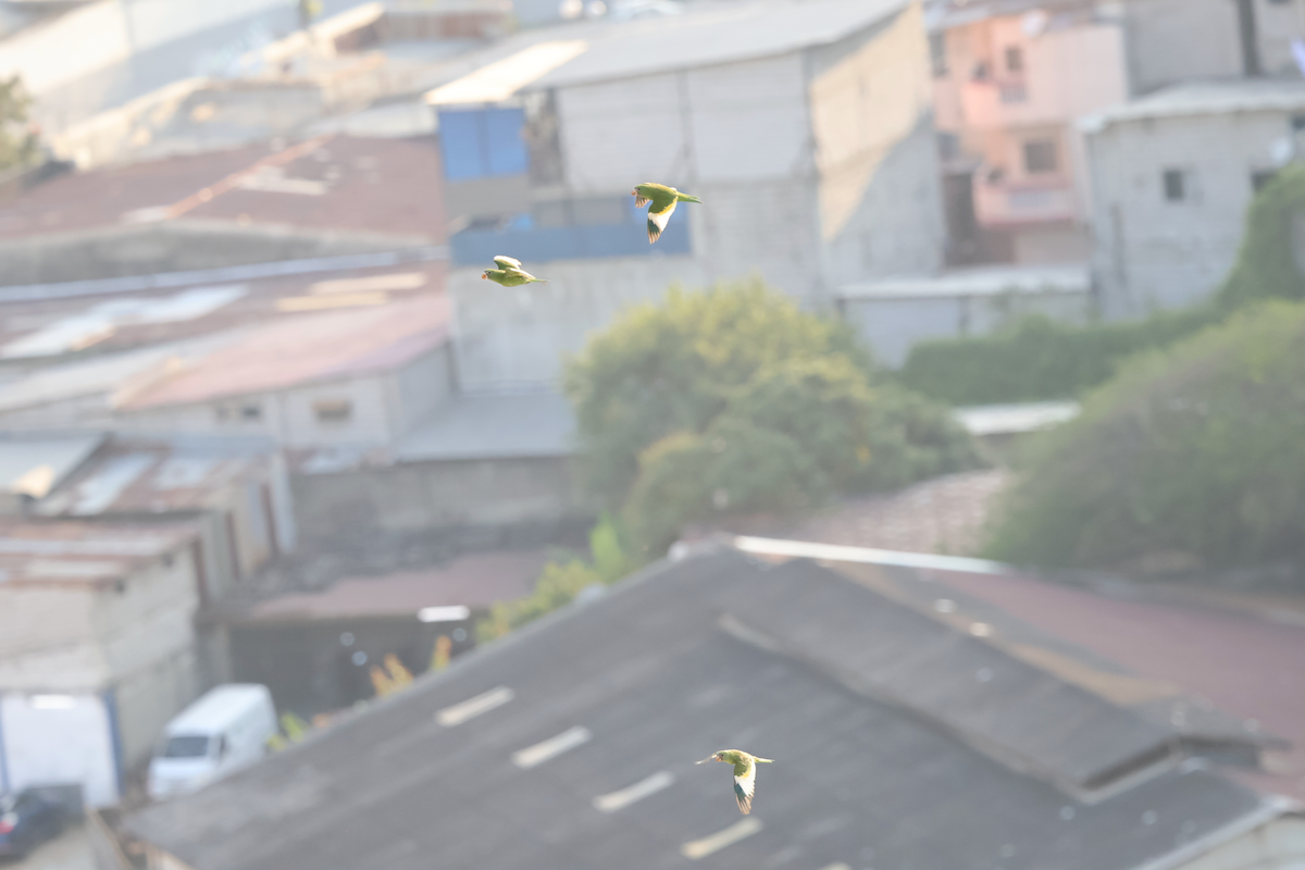 White-winged Parakeet - ML643002182