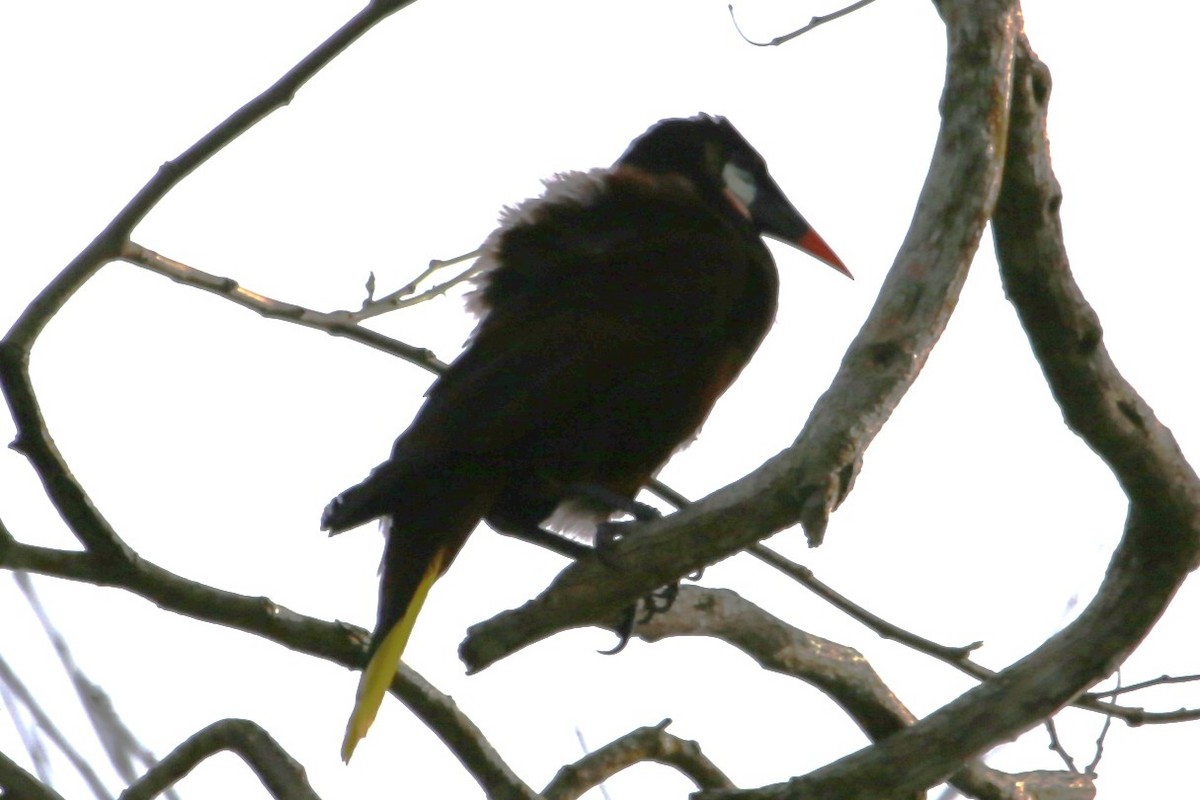 Montezuma Oropendola - ML643002184