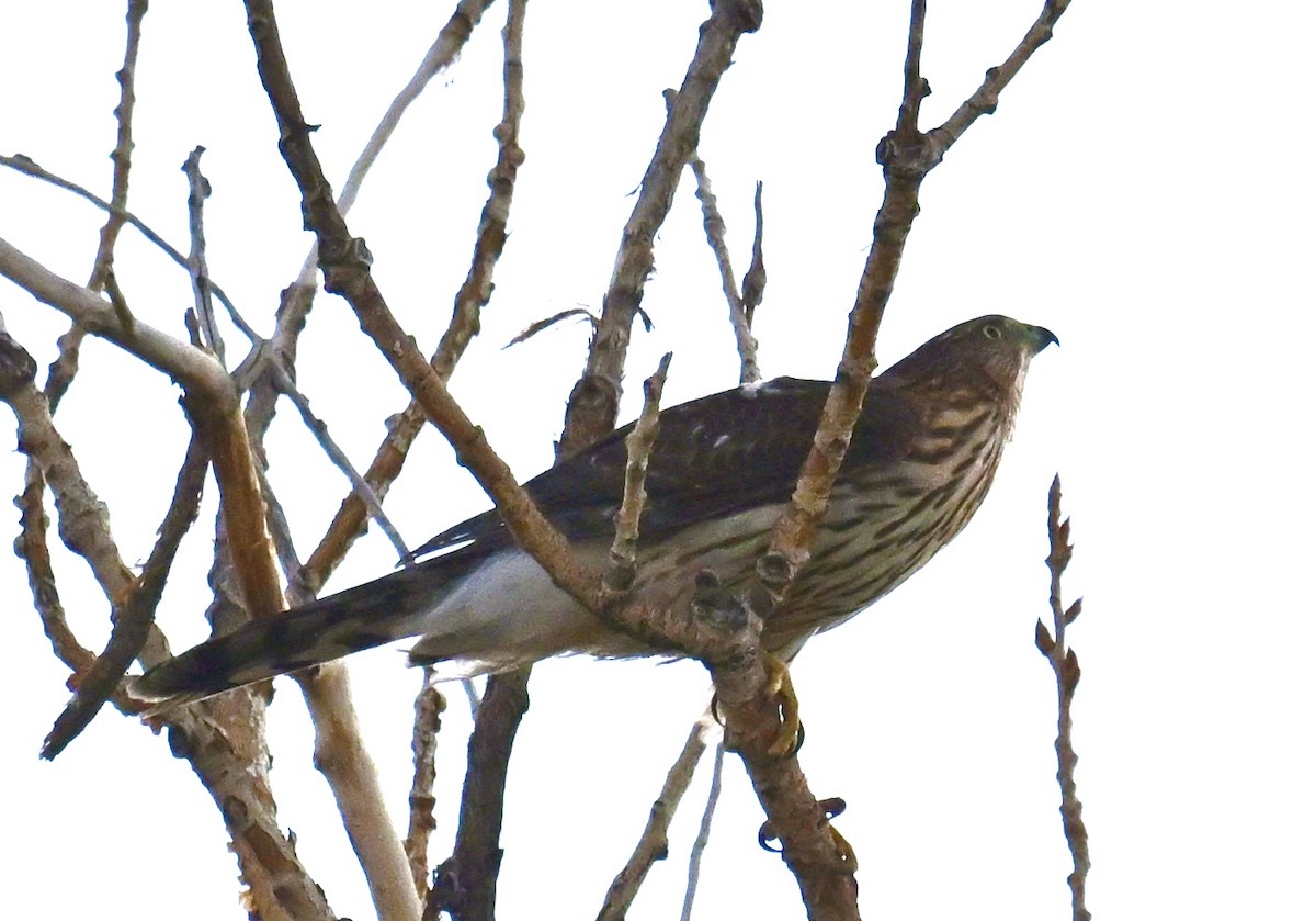 Cooper's Hawk - ML643002186
