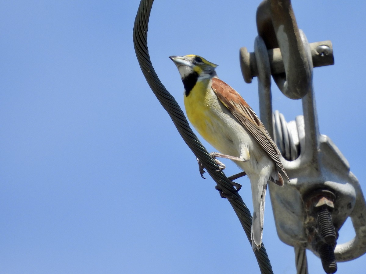 Dickcissel - ML643002209