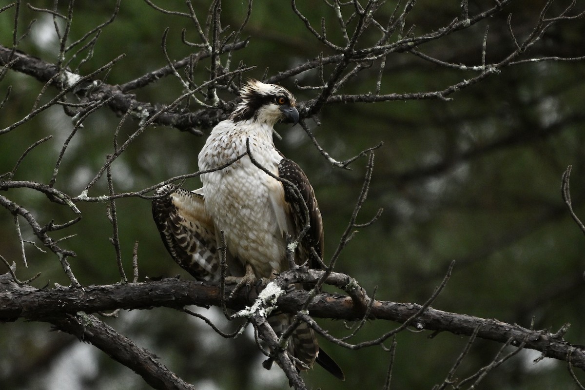 Arrano arrantzalea - ML643002236