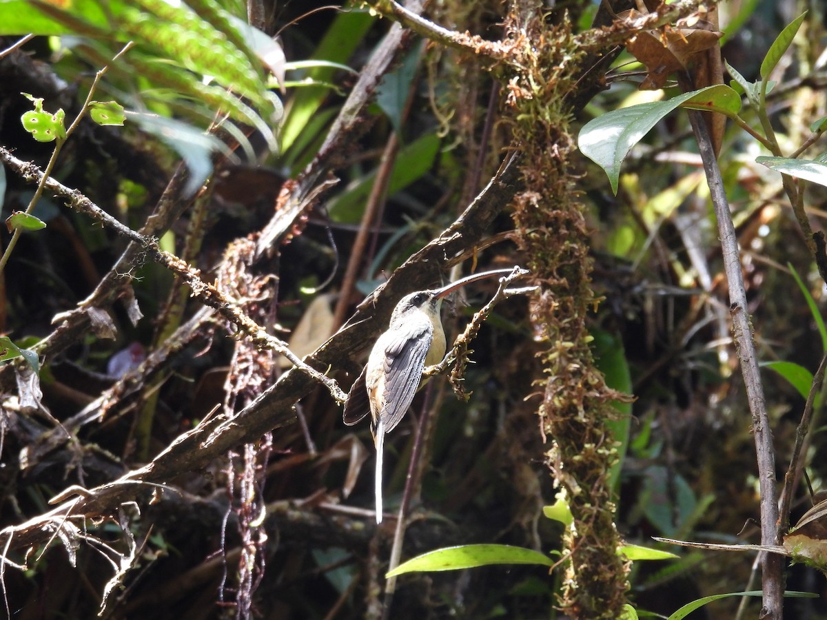 Tawny-bellied Hermit - ML643002237