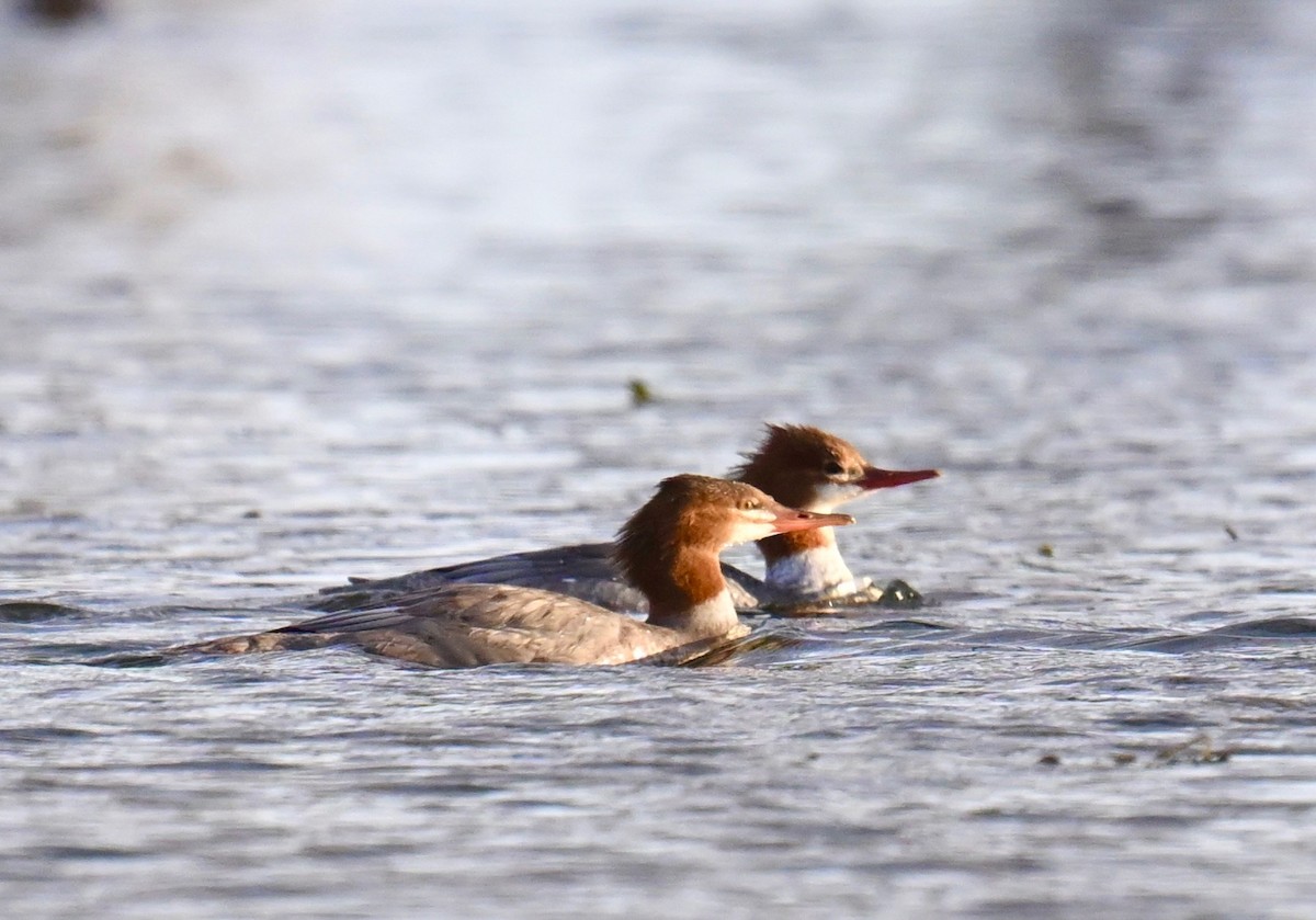 Common Merganser - ML643002247