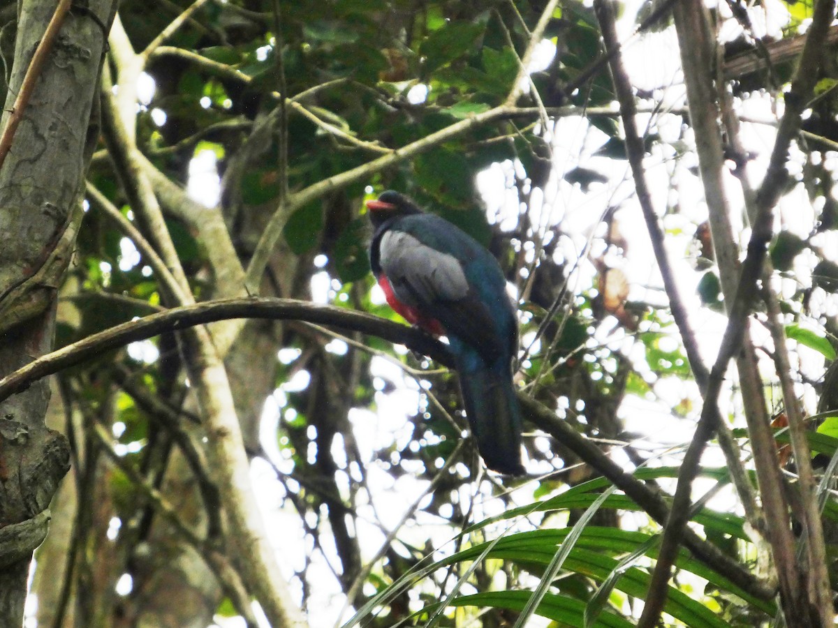 Slaty-tailed Trogon - ML643002248