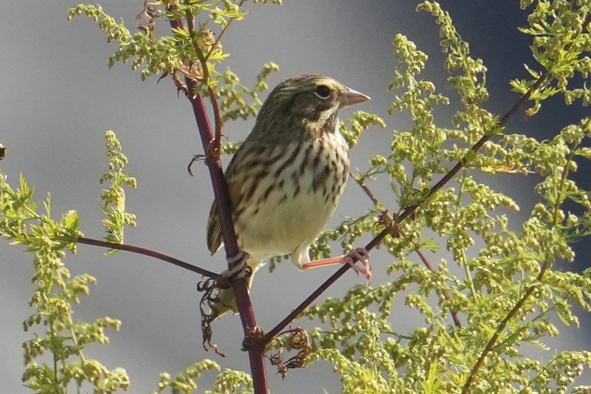 Savannah Sparrow - ML643002267