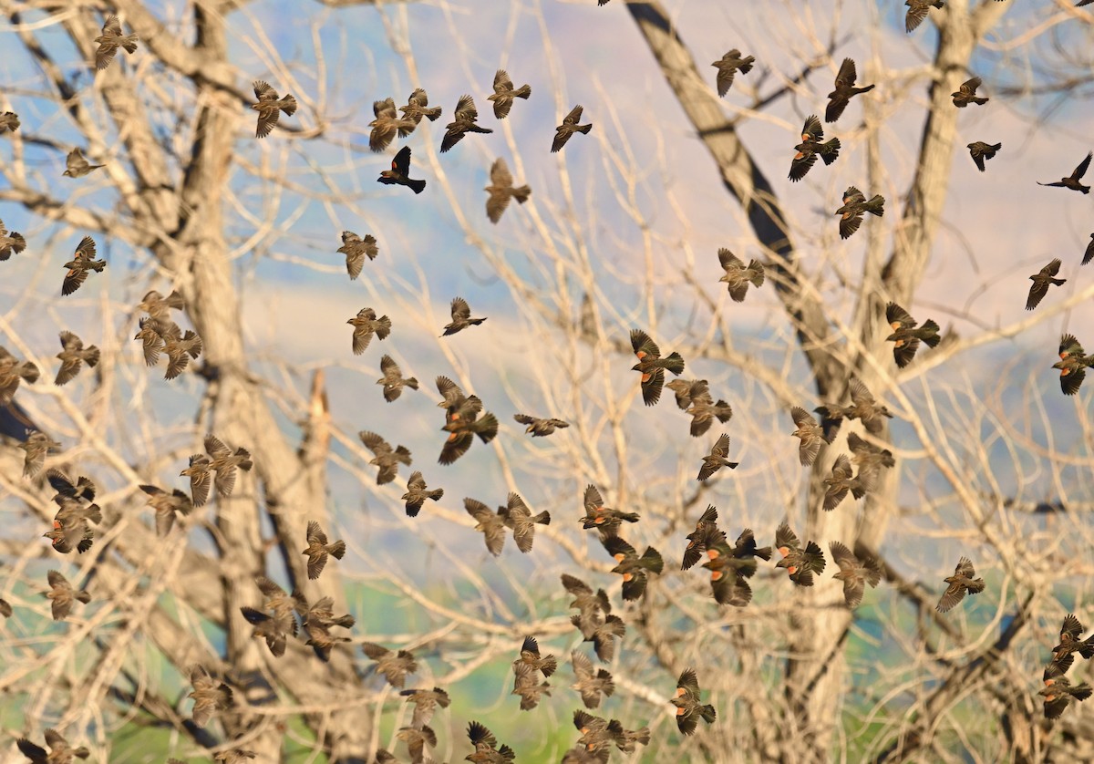Red-winged Blackbird - ML643002274