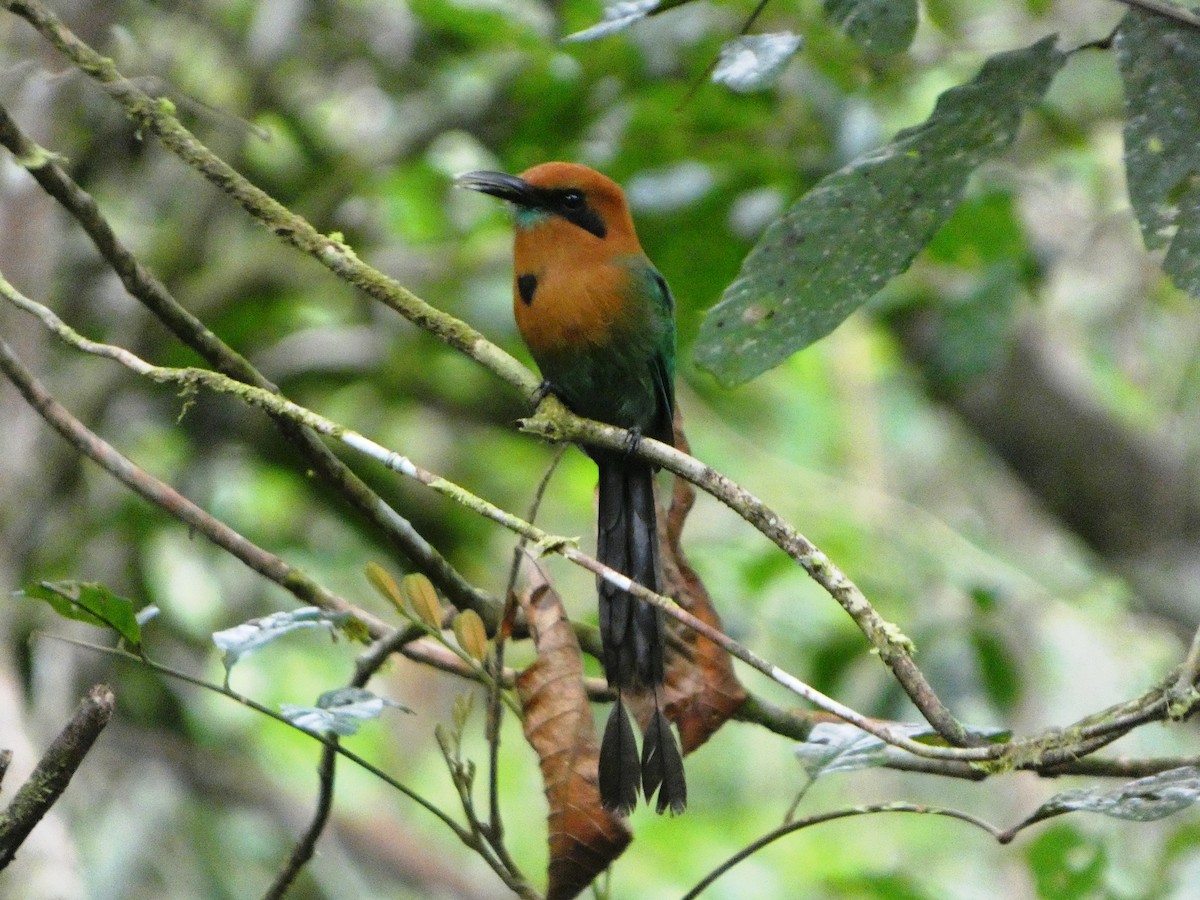Broad-billed Motmot - ML643002275