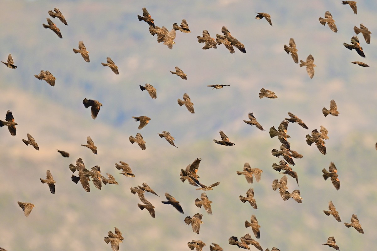Red-winged Blackbird - ML643002281