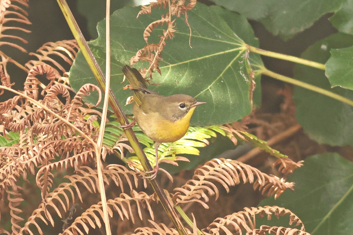 Common Yellowthroat - ML643002290