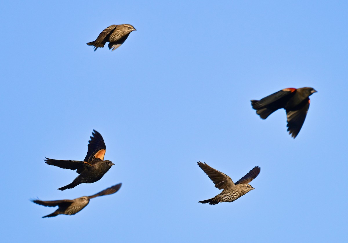 Red-winged Blackbird - ML643002295