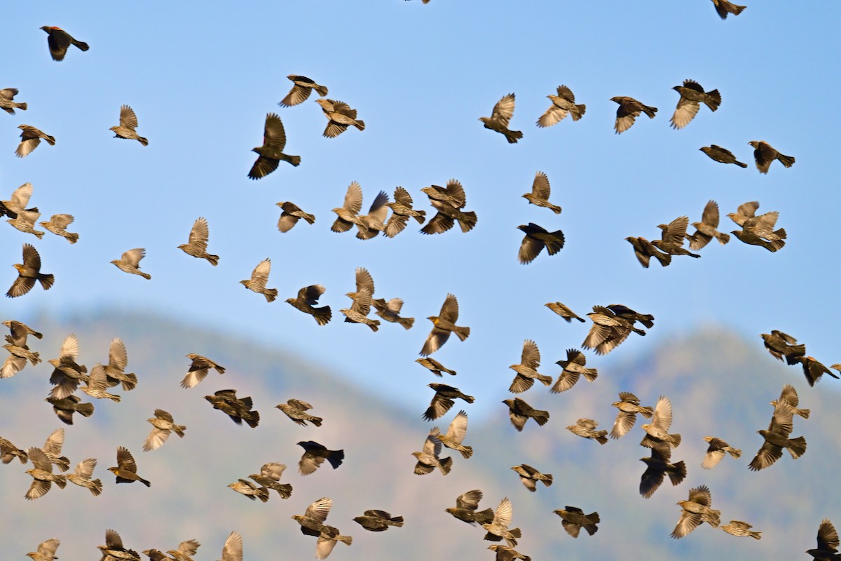 Red-winged Blackbird - ML643002304