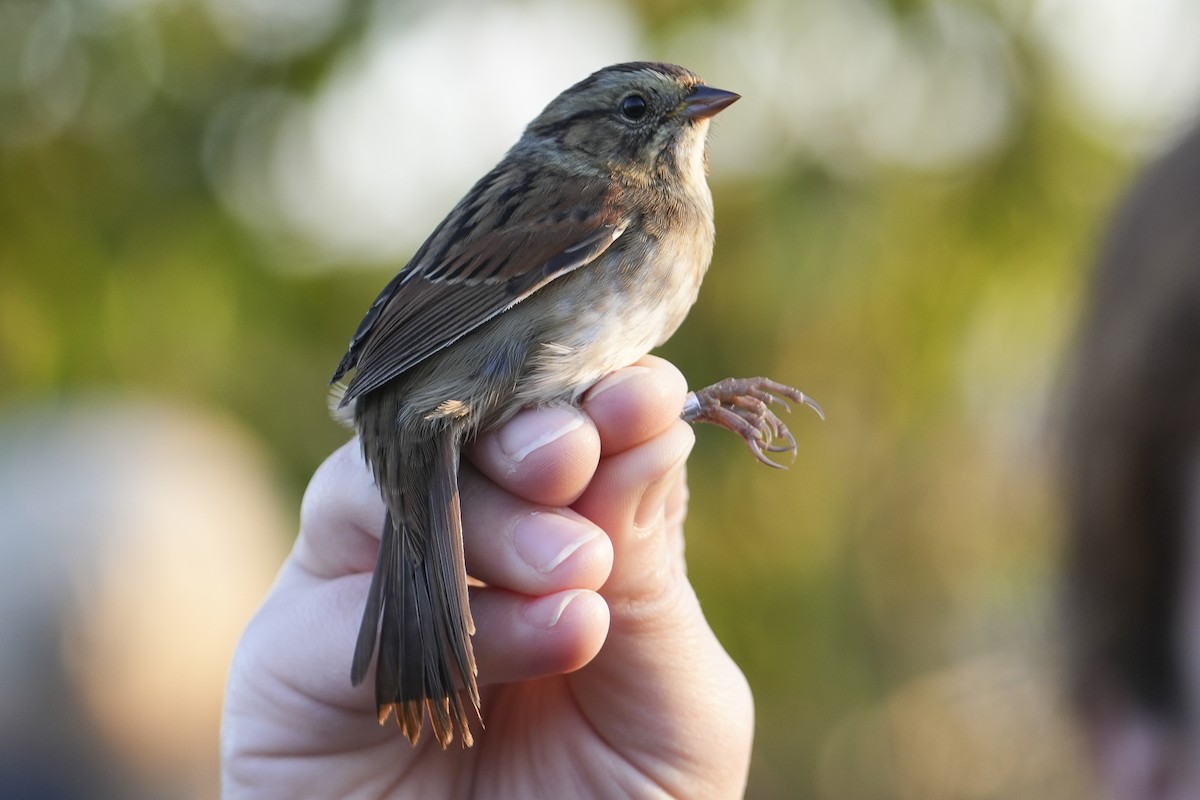 Swamp Sparrow - ML643002323