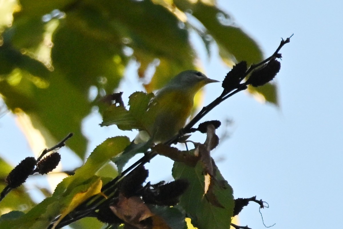 Kuzeyli Parula - ML643002335