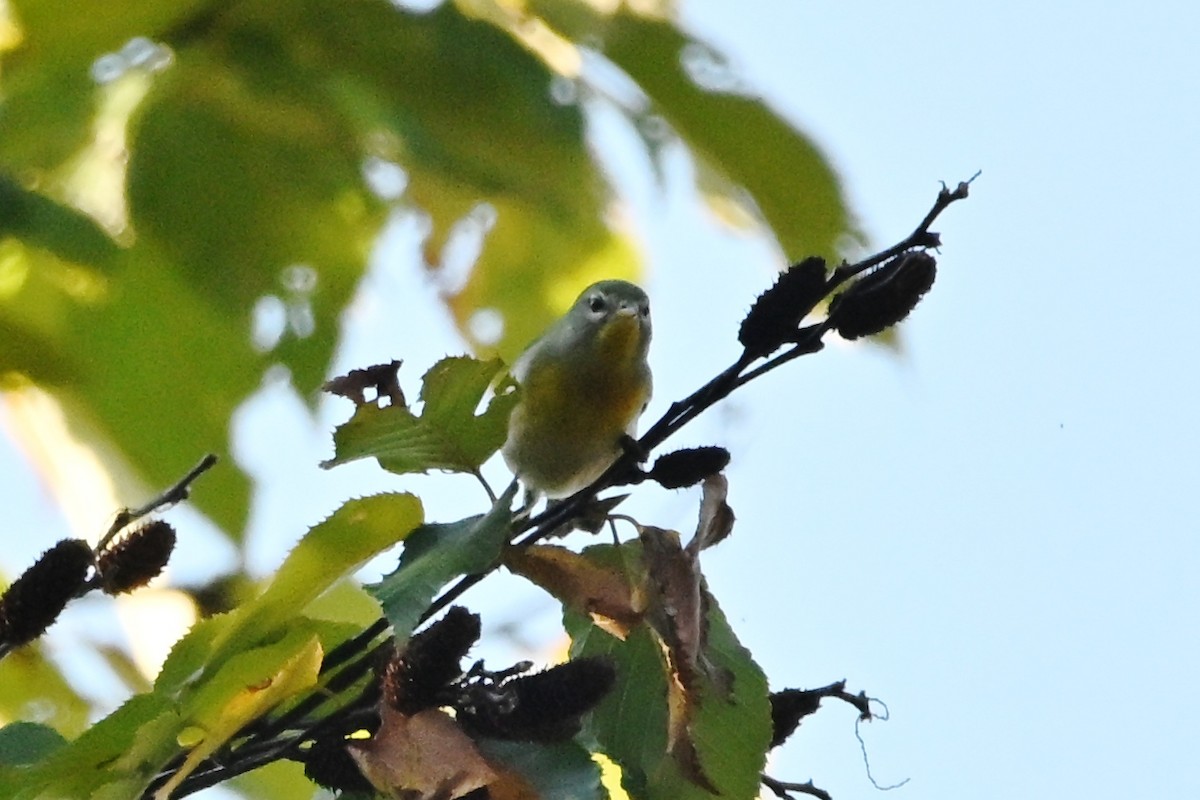 Kuzeyli Parula - ML643002336