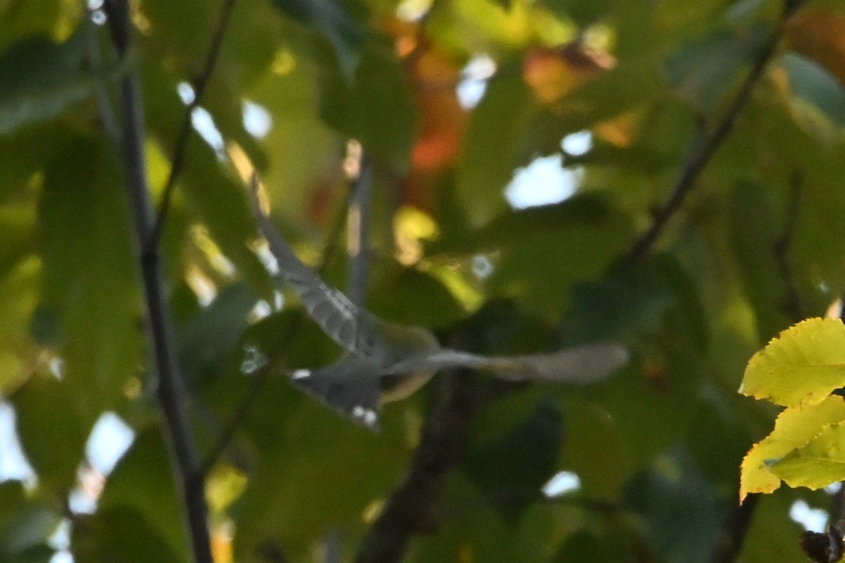 Kuzeyli Parula - ML643002337
