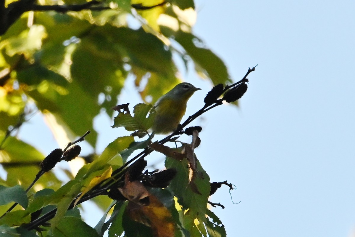 Kuzeyli Parula - ML643002338