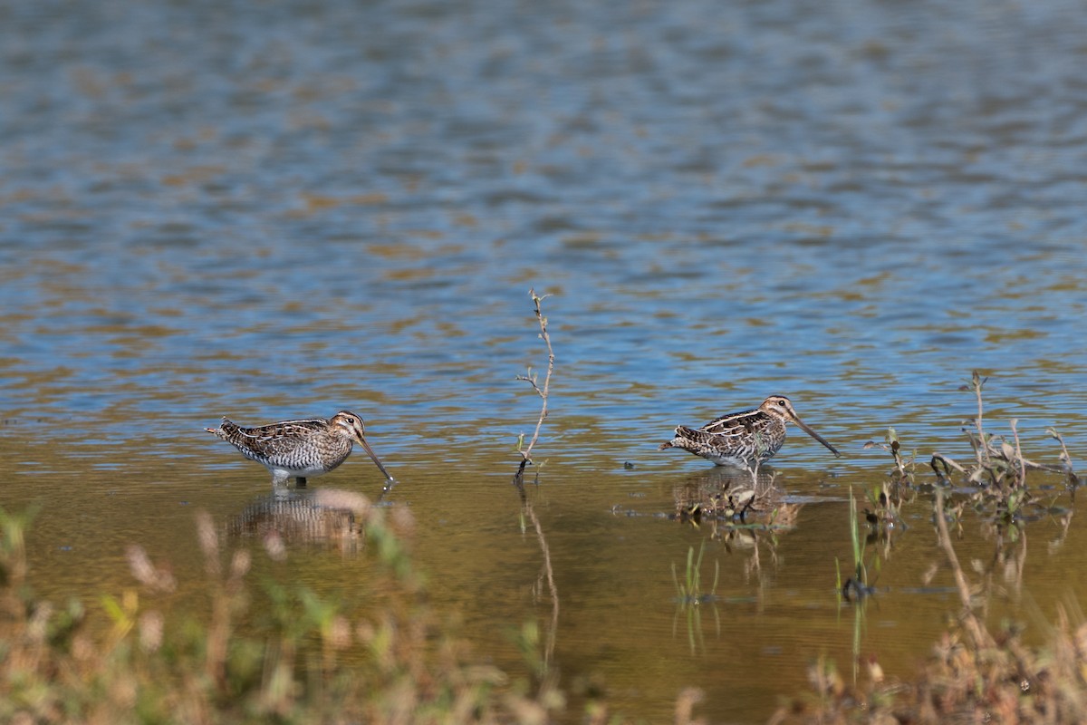 Wilson's Snipe - ML643002371