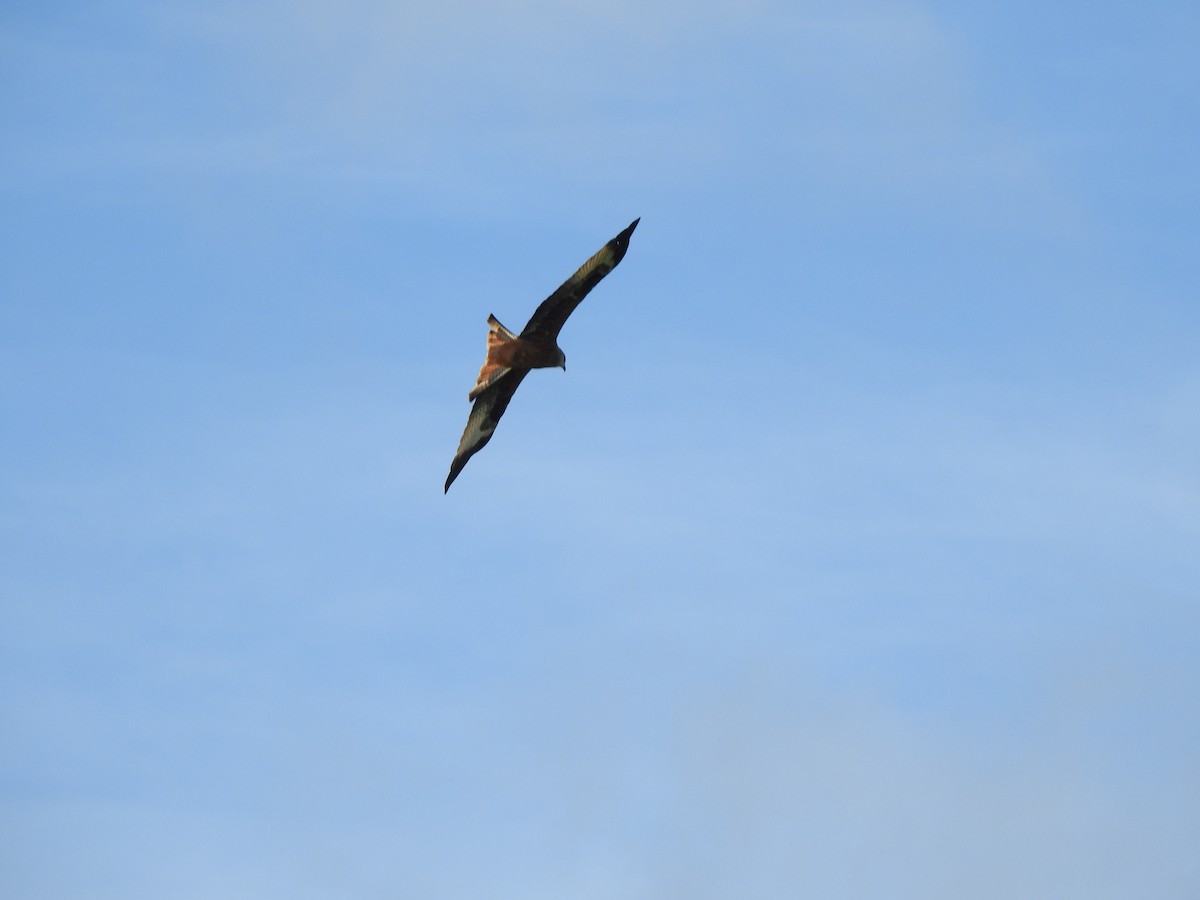 Red Kite - ML643002382
