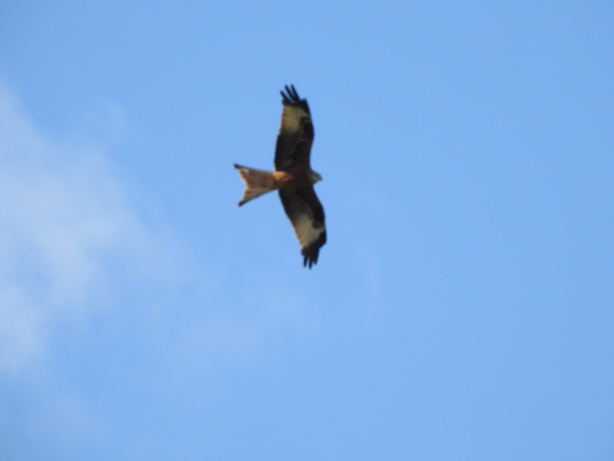 Red Kite - ML643002383