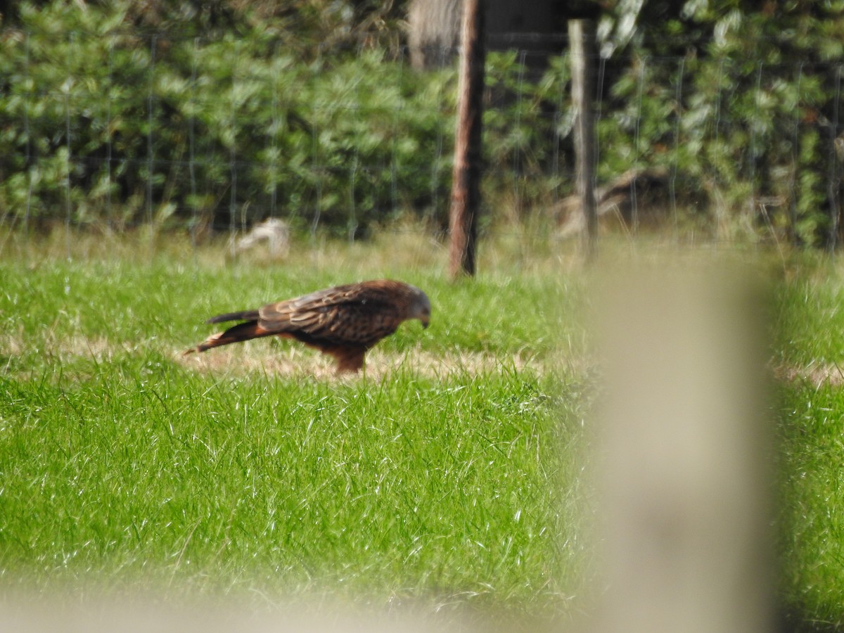 Red Kite - ML643002385