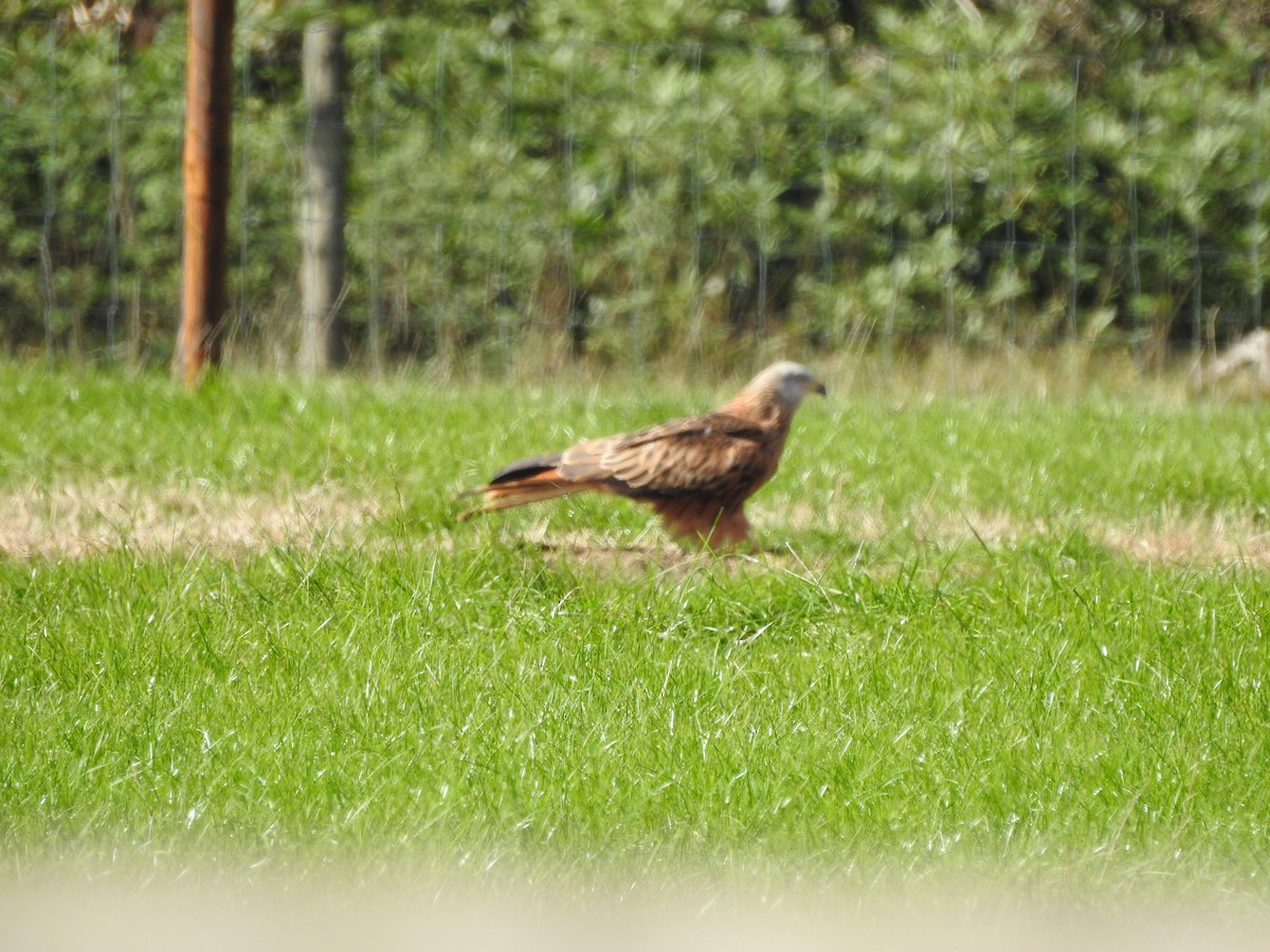 Red Kite - ML643002387