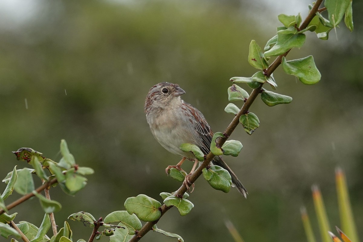 Bachman's Sparrow - ML643002401